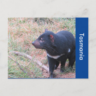 Carte postale diabolique de Tasmanie