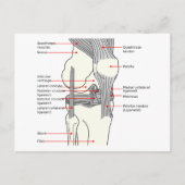 Carte postale Diagramme anatomique articulation du (Devant)