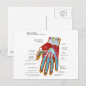 Carte Postale Diagramme anatomique de la main et du poignet huma (Devant / Derrière)