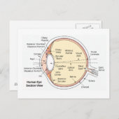 Carte postale Diagramme anatomique du ballon ocula (Devant / Derrière)