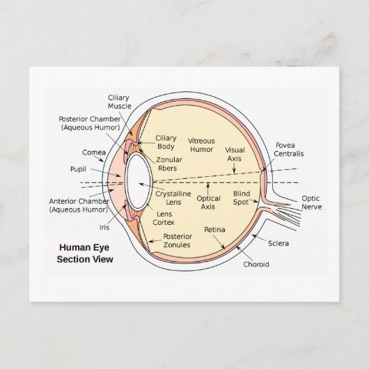Carte postale Diagramme anatomique du ballon ocula (Devant)