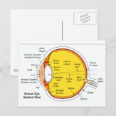Carte Postale Diagramme anatomique du globe oculaire humain (Devant / Derrière)