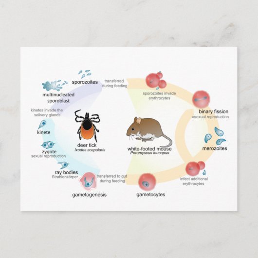 Carte postale Diagramme Babesia microti cycle de v (Devant)