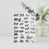 Carte Postale Diagramme bovin (Debout devant)