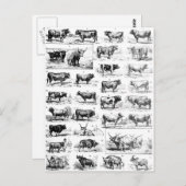 Carte Postale Diagramme bovin (Devant / Derrière)