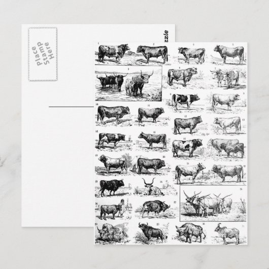 Carte Postale Diagramme bovin (Devant / Derrière)