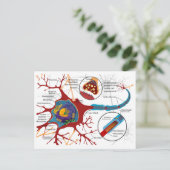 Carte Postale Diagramme Complet Neuron Cellule Nerve Système Ner (Debout devant)