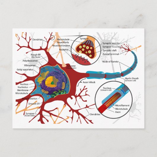 Carte Postale Diagramme Complet Neuron Cellule Nerve Système Ner (Devant)