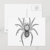 Carte Postale Diagramme d'araignée vintage (Devant / Derrière)