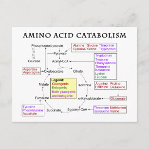 Carte Postale Diagramme de catabolisme des acides aminés