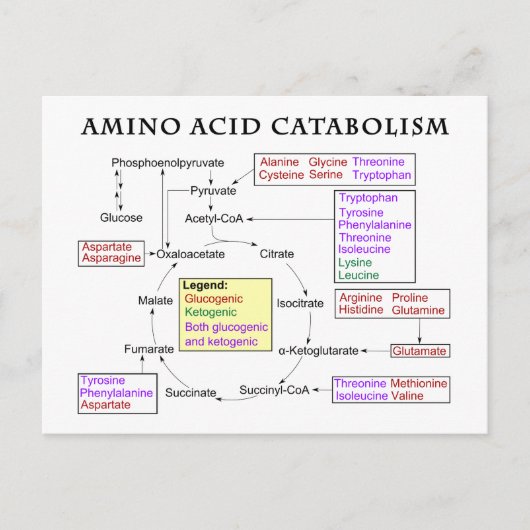 Carte Postale Diagramme de catabolisme des acides aminés (Devant)