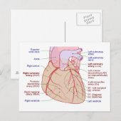Carte Postale Diagramme de circulation des artères coronaires Cœ (Devant / Derrière)