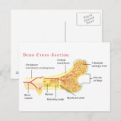 Carte Postale Diagramme de la coupe osseuse (Devant / Derrière)