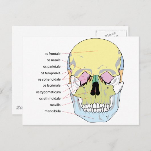 Carte Postale Diagramme de la structure osseuse devant un crâne (Devant / Derrière)