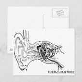 Carte Postale Diagramme de l'oreille (Devant / Derrière)