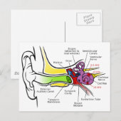 Carte Postale Diagramme de l'oreille humaine avec Cartographie d (Devant / Derrière)