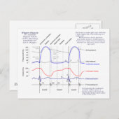 Carte Postale Diagramme de Wiggers (Devant / Derrière)