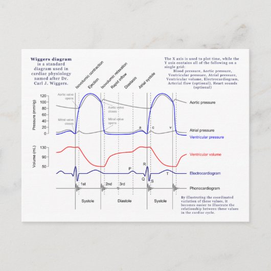 Carte Postale Diagramme de Wiggers (Devant)