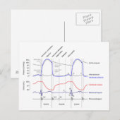 Carte Postale Diagramme de Wiggers événements du cycle cardiaque (Devant / Derrière)