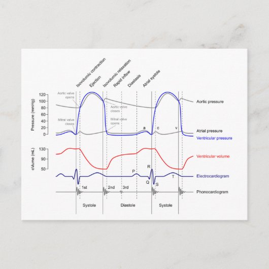 Carte Postale Diagramme de Wiggers événements du cycle cardiaque (Devant)