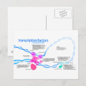 Carte Postale Diagramme des facteurs de transcription génétique (Devant / Derrière)