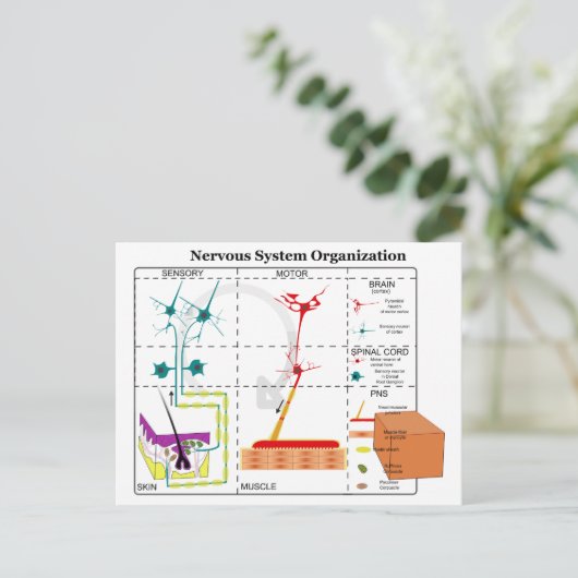 Carte Postale Diagramme des fonctions de base du système nerveux (Debout devant)