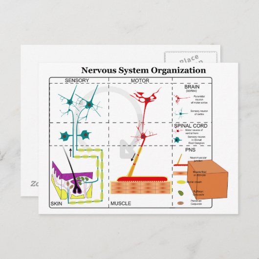 Carte Postale Diagramme des fonctions de base du système nerveux (Devant / Derrière)