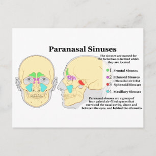 Carte Postale Diagramme des sinus paranasaux humains