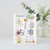 Carte Postale Diagramme du cerveau humain et du système nerveux (Debout devant)