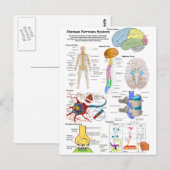Carte Postale Diagramme du cerveau humain et du système nerveux (Devant / Derrière)