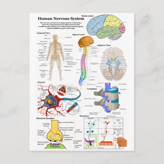 Carte Postale Diagramme du cerveau humain et du système nerveux (Devant)