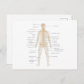 Carte Postale Diagramme du corps nerveux du corps humain (Devant / Derrière)