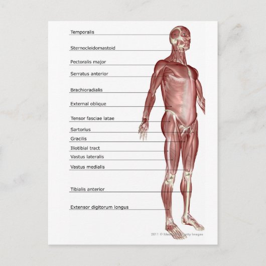 Carte Postale Diagramme du système musculaire (Devant)