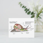 Carte Postale Diagramme d'un escargot de jardin commun (Helix as (Debout devant)