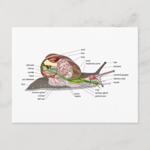 Carte Postale Diagramme escargot Helix aspersa organe coupé en s