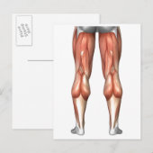Carte Postale Diagramme illustrant les groupes de muscles de la (Devant / Derrière)