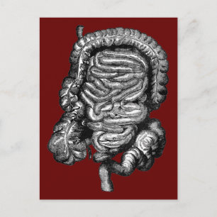 CARTE POSTALE DIAGRAMME INTESTINES VINTAGE