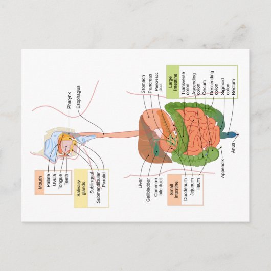 Carte Postale Diagramme Système digestif gastro-intestinal humai (Devant)