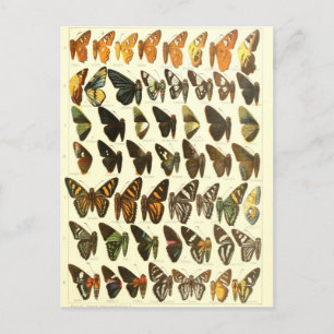 Carte Postale Diagramme vintage des espèces de papillons