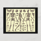 Carte Postale Diagrammes squelettes vintages (Devant)