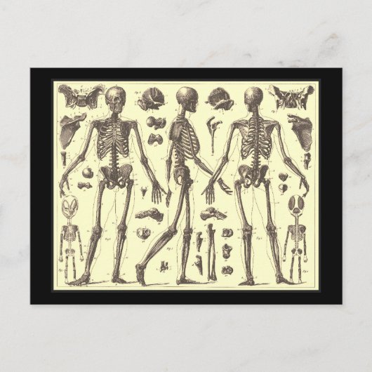 Carte Postale Diagrammes squelettes vintages (Devant)