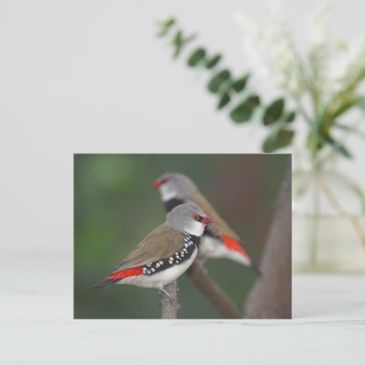 Carte Postale Diamond Finches (Debout devant)