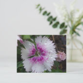CARTE POSTALE DIANTHIE ROSE (Debout devant)