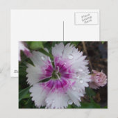CARTE POSTALE DIANTHIE ROSE (Devant / Derrière)
