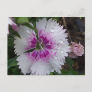 CARTE POSTALE DIANTHIE ROSE