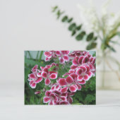 Carte Postale Dianthus (Debout devant)