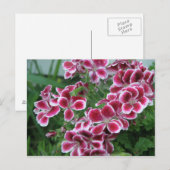 Carte Postale Dianthus (Devant / Derrière)