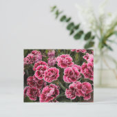 Carte Postale Dianthus (Debout devant)
