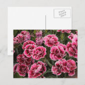 Carte Postale Dianthus (Devant / Derrière)