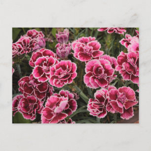 Carte Postale Dianthus